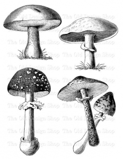 Mushroom Clip Art Printable Vintage Botanical Art Digital Stamp Transfer  Image