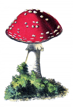 23 Mushroom Images - Vintage! - The Graphics Fairy