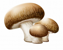 Mushroom,edible - Transparent Background Mushroom Clip Art ...