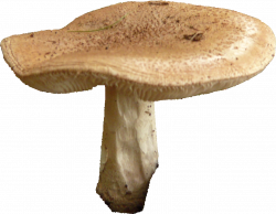 Mushroom PNG File - Stickers | PNG