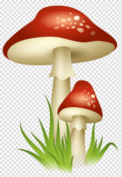 Red mushroom illustration, Mushroom , Mushrooms transparent ...