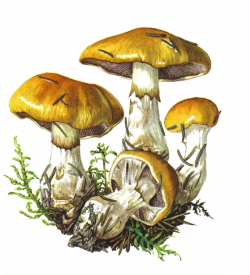 champignons,png,tubes | Pinterest | Mushrooms, Mushroom art and ...