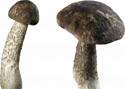 Png Download Free Vector Mushroom #42882 - Free Icons and PNG ...