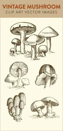 mushroom clip art, vintage mushroom, vector art clipart ...