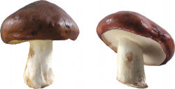 Brown and White Mushrooms PNG Image - PurePNG | Free transparent CC0 ...