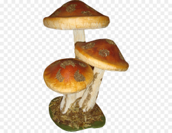 Mushroom Fungus Clip art - Free creative pull three ...