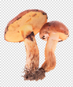 Edible mushroom Fungus, Fresh mushrooms transparent ...