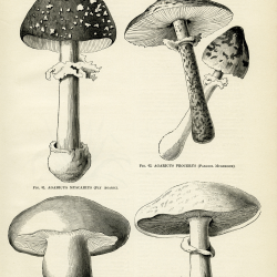 Mushrooms Page and Clip Art - Old Design Shop Blog