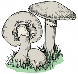 Clipart - Mushrooms - Colour