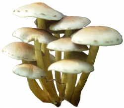 Mushroom PNG Transparent Images | PNG All