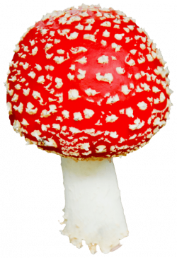 mushroom png - Free PNG Images | TOPpng