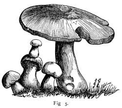 black and white clipart, mushroom graphics, vintage ...