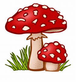 Fungal Mushroom Plant Toadstool Png Image - Mushroom Clipart ...
