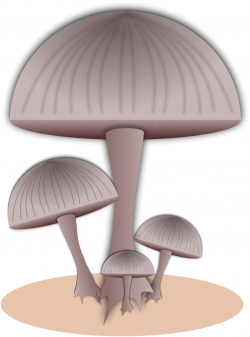 Mushrooms | Free Stock Photo | Illustration of capped mushrooms ...