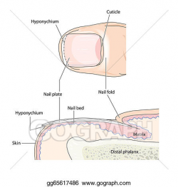 Vector Stock - Anatomy of the fingernail. Clipart ...