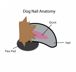 Anatomy Of Dog Nail – Lifeinharmony
