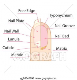 EPS Illustration - Human nail structure. Vector Clipart ...
