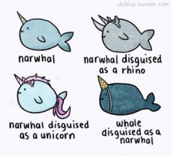 narwhal.... I'm not sure why I like this.... I just like the ...