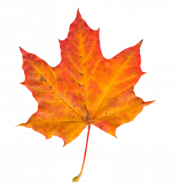 Autumn Leaf PNG Image - PurePNG | Free transparent CC0 PNG Image Library