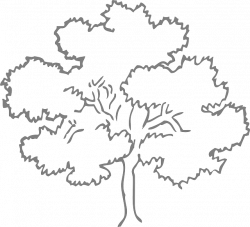 Free Image on Pixabay - Oak, Tree, Outline, Nature | Pinterest ...