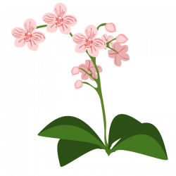 Clipart - Phalaenopsis