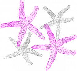 pink and navy starfish clipart | Starfish Prints clip art - vector ...