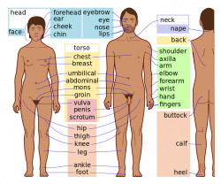 Human anatomical scheme, showing external body features, with labels ...