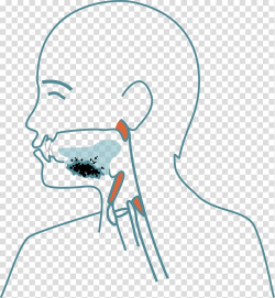 Jaw Mouth Face Head Neck, oral cavity transparent background ...