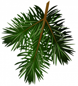 Transparent Pine Branch PNG Picture | Gallery Yopriceville - High ...