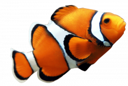 fish nemo png - Free PNG Images | TOPpng