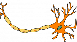 Nerves Clipart neuropathy - Free Clipart on Dumielauxepices.net