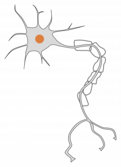 Neuron Nervous system Cell Clip art - neurons 1736*2400 transprent ...