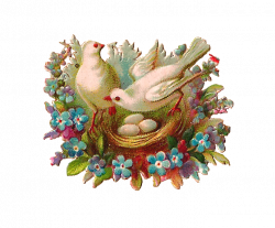 Antique Images: Free Bird Clip Art: 2 Doves with Nest and 3 Eggs ...
