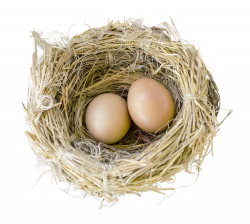 Nest PNG Transparent Free Images | PNG Only