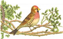 Bird Ortolan Bunting Finch Drawing Clip art - bird nest 2400*1494 ...