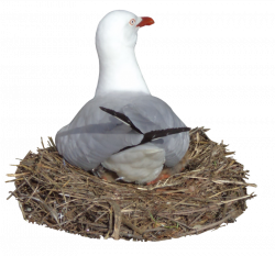 Nesting Seagull 001 - HB593200 by hb593200 on DeviantArt