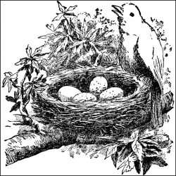 Bird Nests | ClipArt ETC