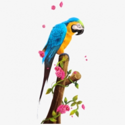 Nest Clipart Parrot Nest #277614 - Free Cliparts on ClipartWiki