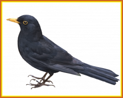 The Best Blackbird Png By Evelivesey On Of Pigeon Bird Styles And ...
