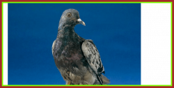 The Best Cher Ami Carrier Pigeon Wwi History Picture Of Bird Png ...