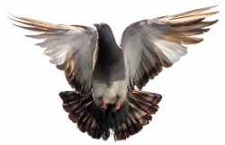 Birds PNG Images - PngPix