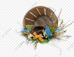 Pretty Birds Nest, Bird's Nest, Wood, Grass PNG Transparent ...