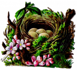 Bird Nest and Egg Graphics - 5 Antique Die Cut Images | Clip art ...