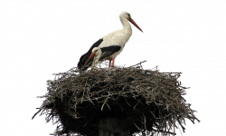 Stork Nest transparent PNG - StickPNG