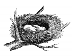 Free Vintage Images - Nest with Eggs - The Graphics Fairy