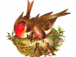 19 Nest clipart bird food HUGE FREEBIE! Download for PowerPoint ...