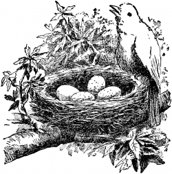 Bird and nest | ClipArt ETC | Vintage images | Cartoon birds ...