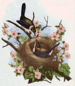 Free Vintage Clip Art - 2 Pretty Birds with Nest - The ...