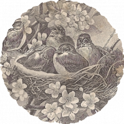 vintage bird nest - Pesquisa Google | Dibujos-Drawings | Pinterest ...
