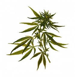 Free photo Cannabis Drug Medicinal Herbal Hash Hashish Hemp - Max Pixel